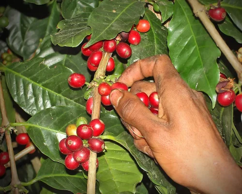 Cosechando-fruto-rojo