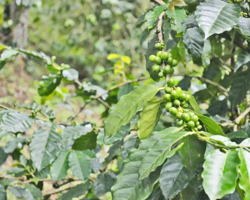 El-fruto-de-cafe-verde