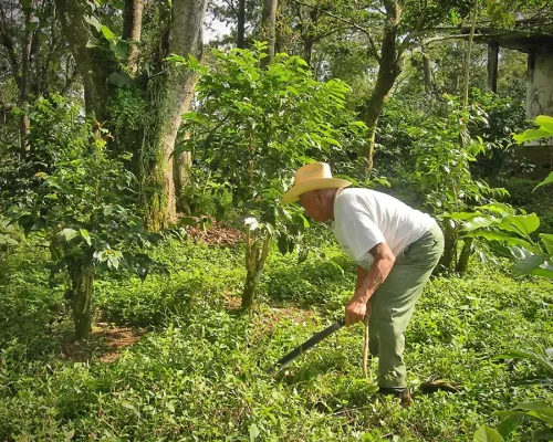 Limpieza-de-Finca Copia